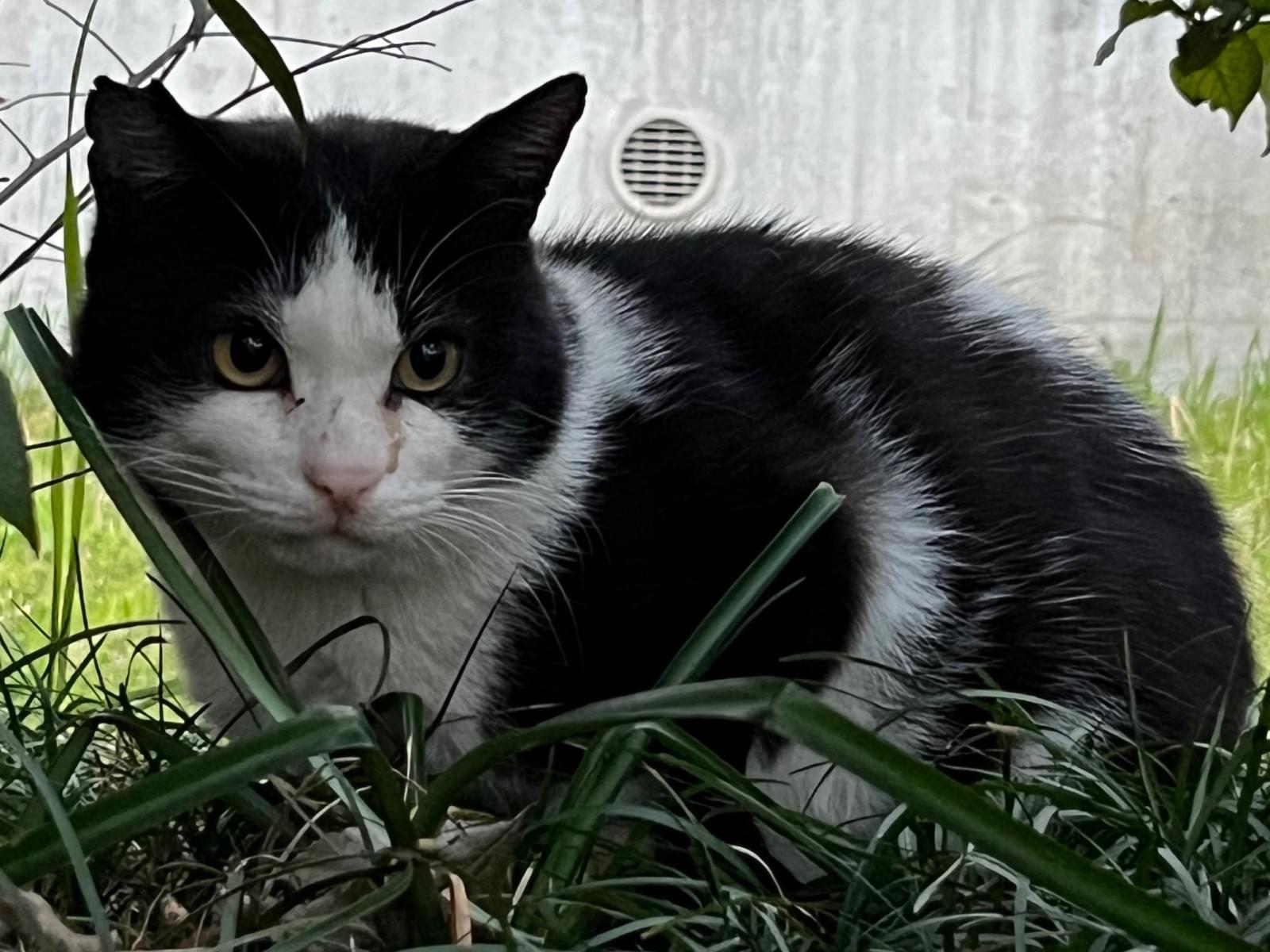 目撃された猫 目撃された猫
