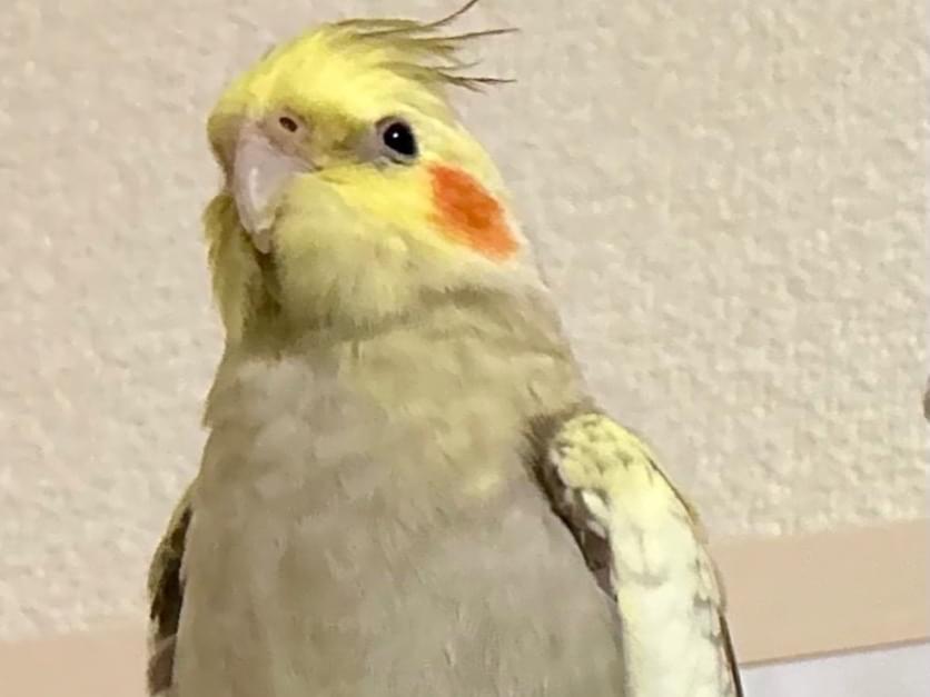 きーちゃん きーちゃん