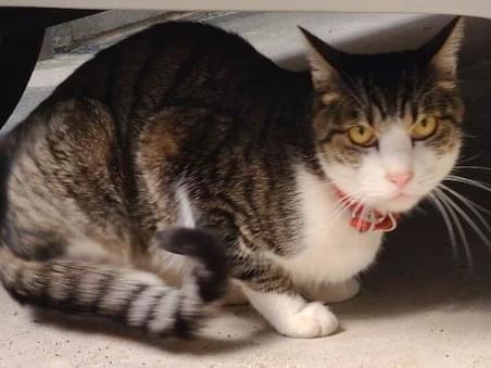 目撃された猫 目撃された猫