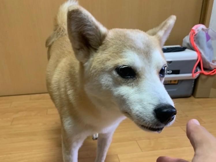 保護された犬 保護された犬