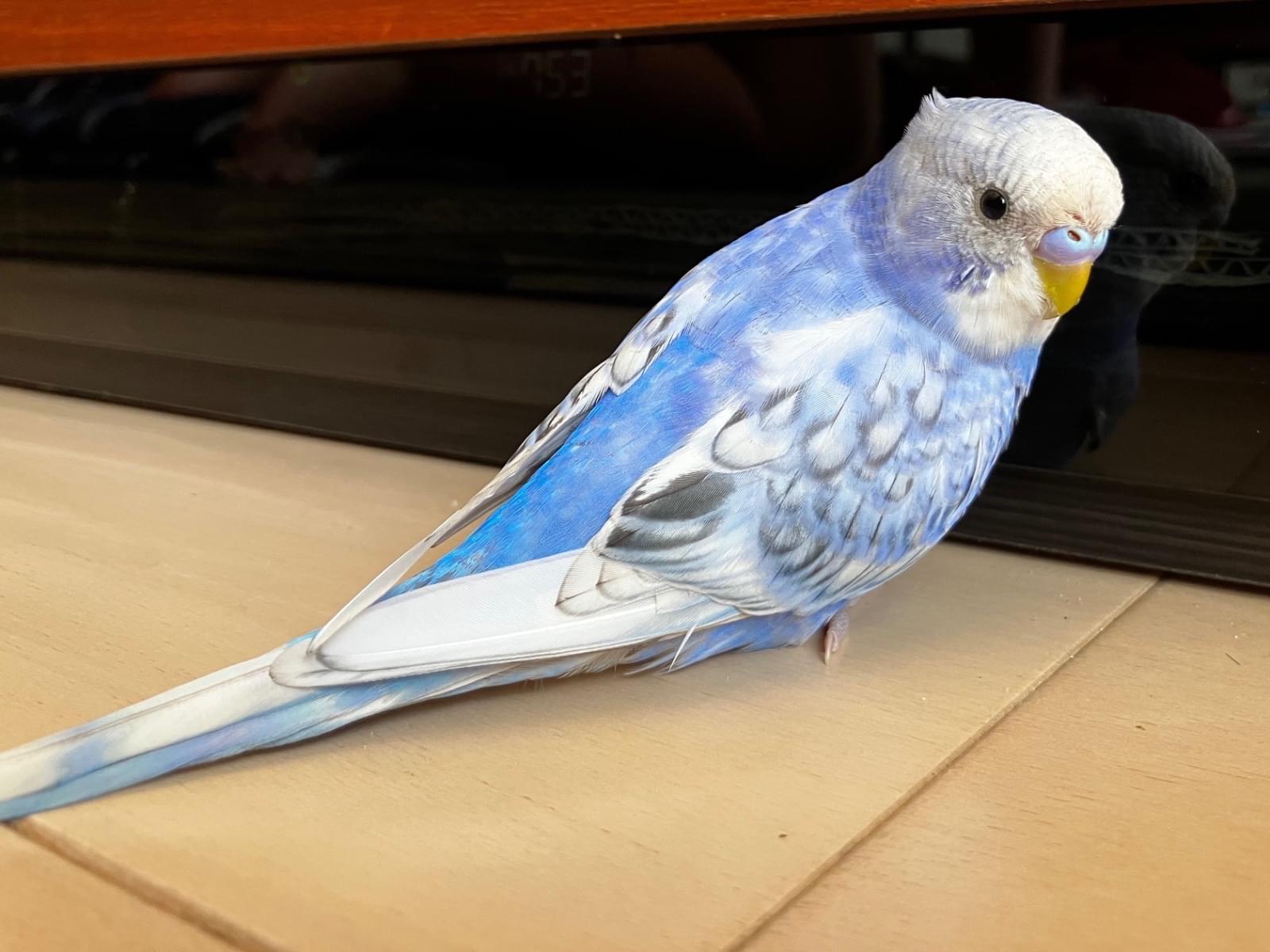 そらちゃん