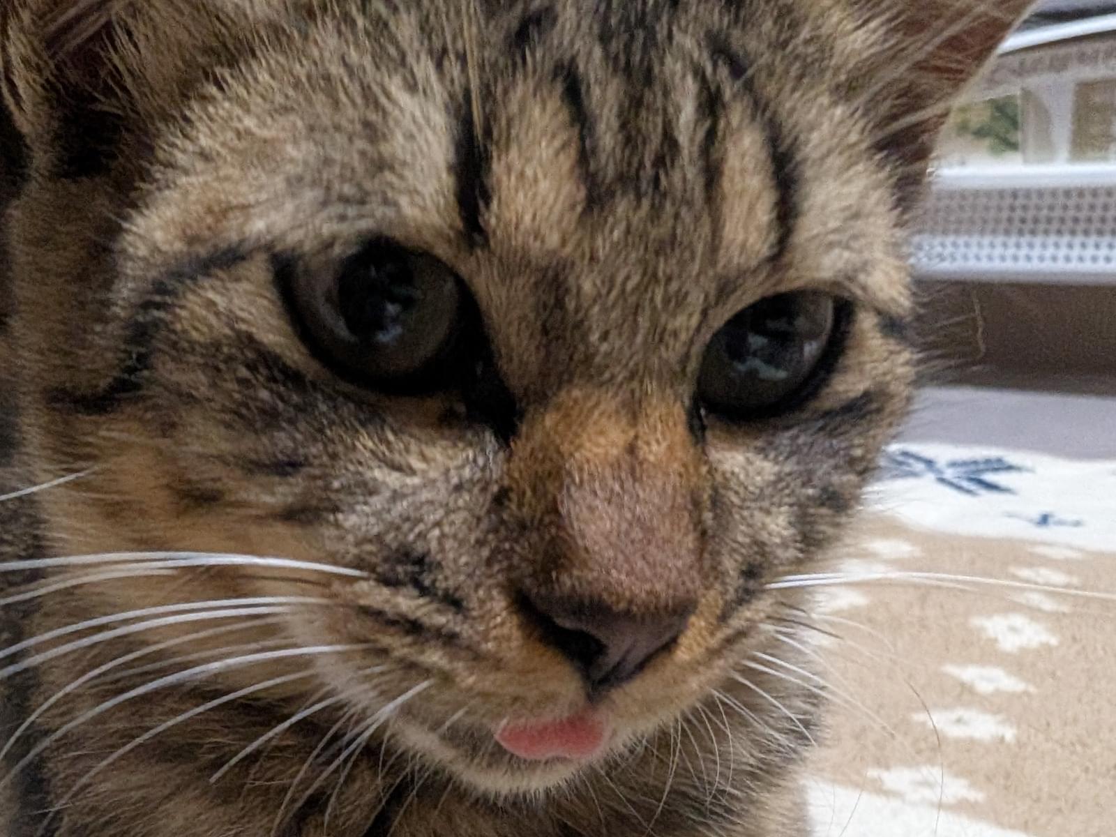 保護された猫 保護された猫