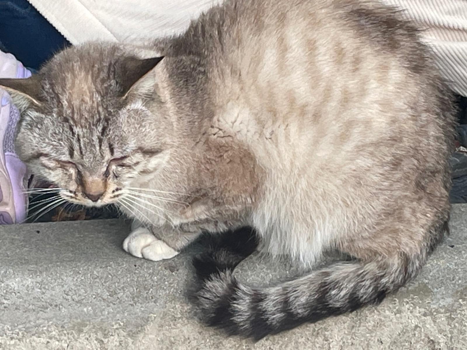 目撃された猫 目撃された猫