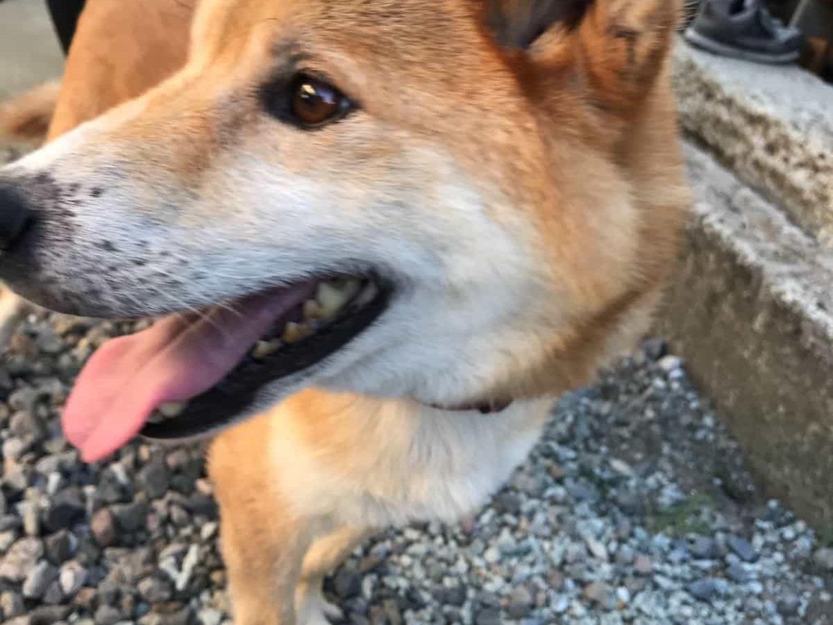 保護された犬 保護された犬