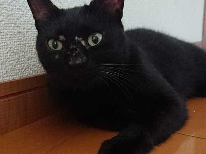 黒ネコちゃん 黒ネコちゃん