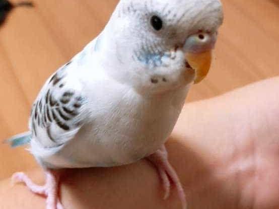 くぅちゃん くぅちゃん