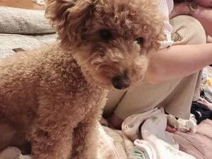 千葉県8 19迷子犬 トイプードルを探してます 千葉県8 19迷子犬 トイプードルを探してます