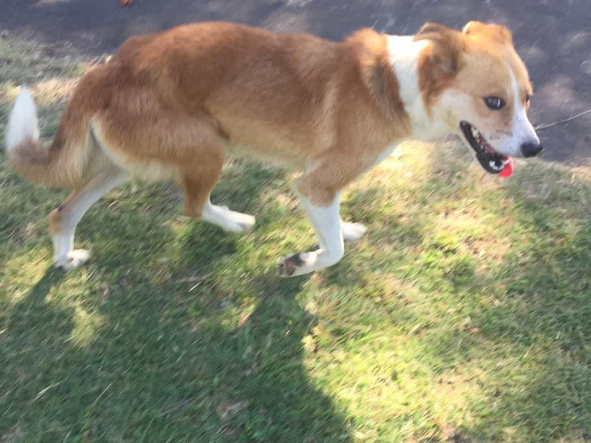 保護された犬 保護された犬
