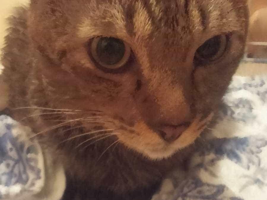 保護された猫 保護された猫