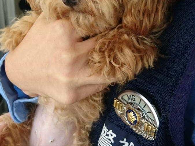 保護された犬 保護された犬