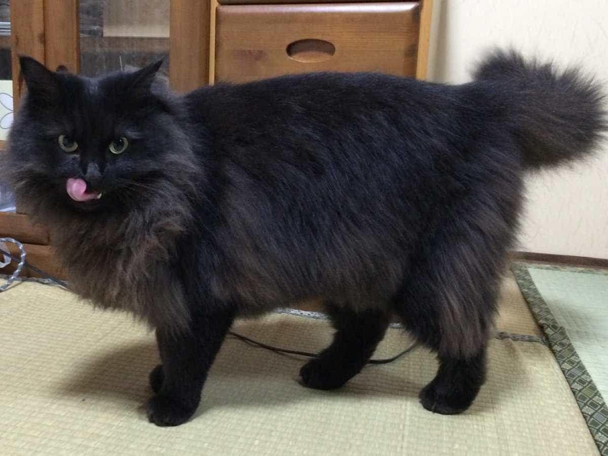 みーちゃん みーちゃん