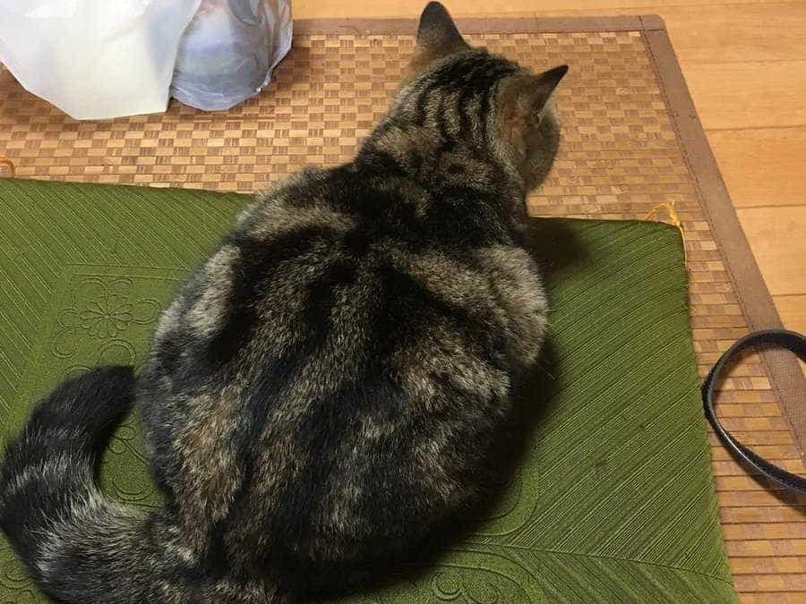迷い猫ちゃん 迷い猫ちゃん
