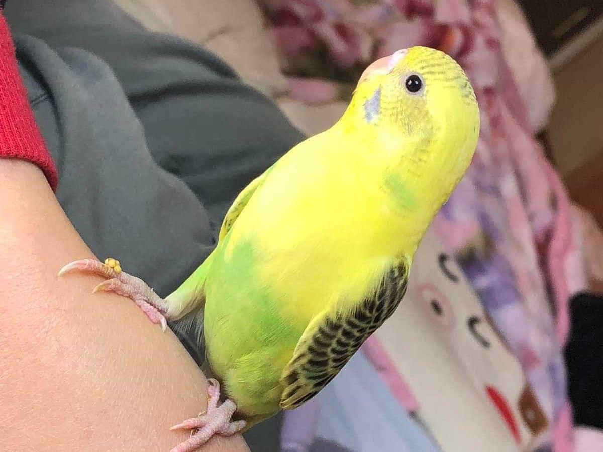 ぴーちゃん ぴーちゃん