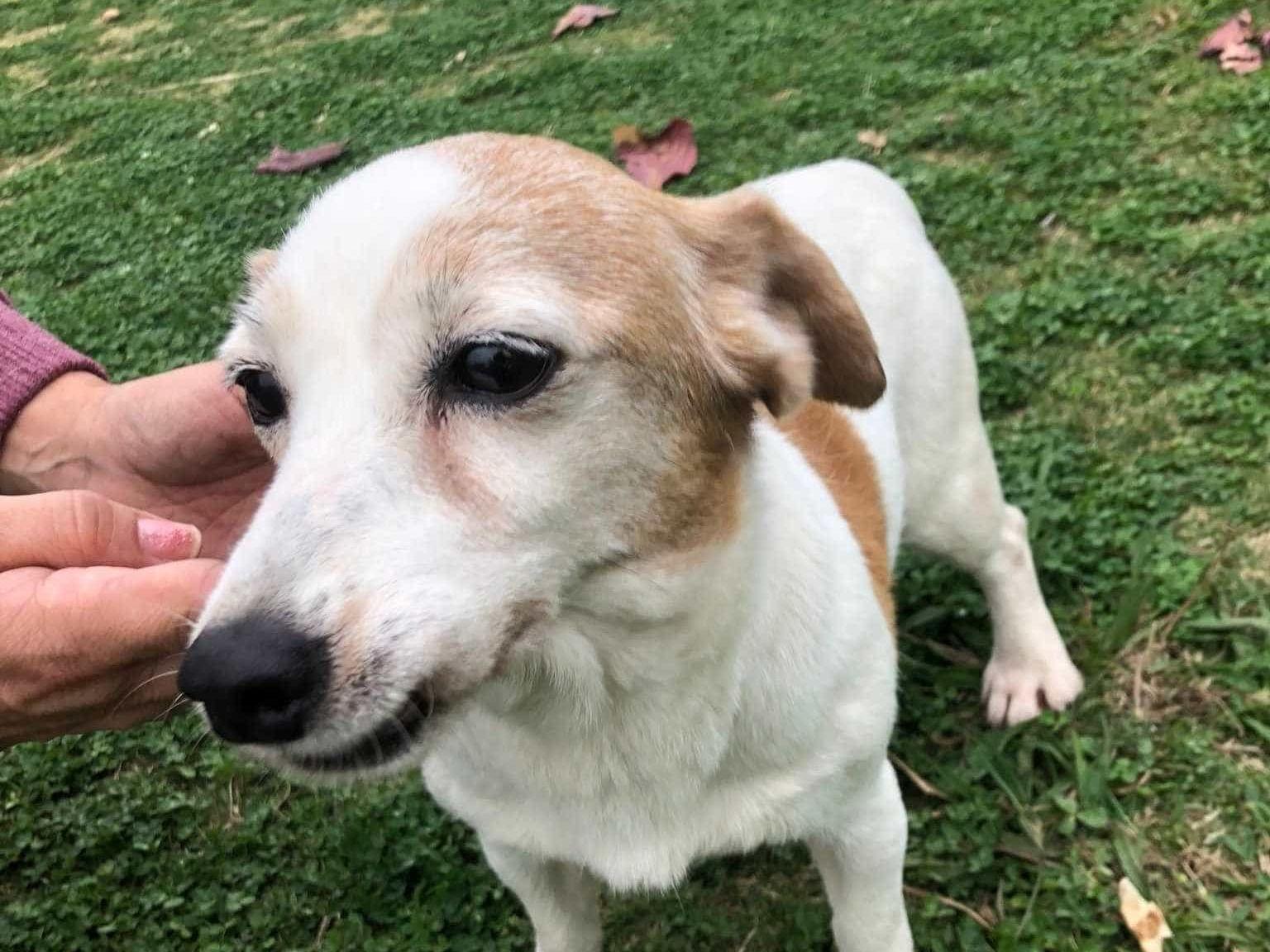保護された犬 保護された犬