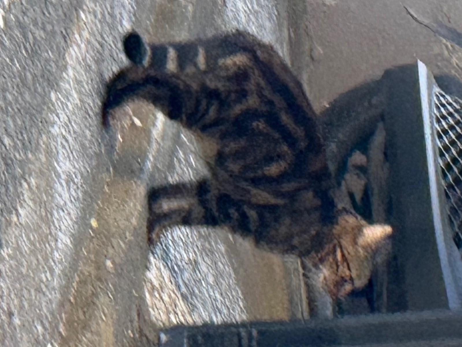 目撃された猫 目撃された猫