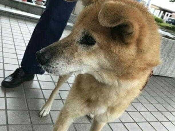 保護された犬 保護された犬
