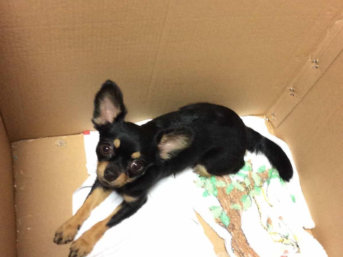 保護された犬 保護された犬