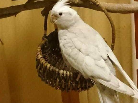 オカメインコちゃん オカメインコちゃん