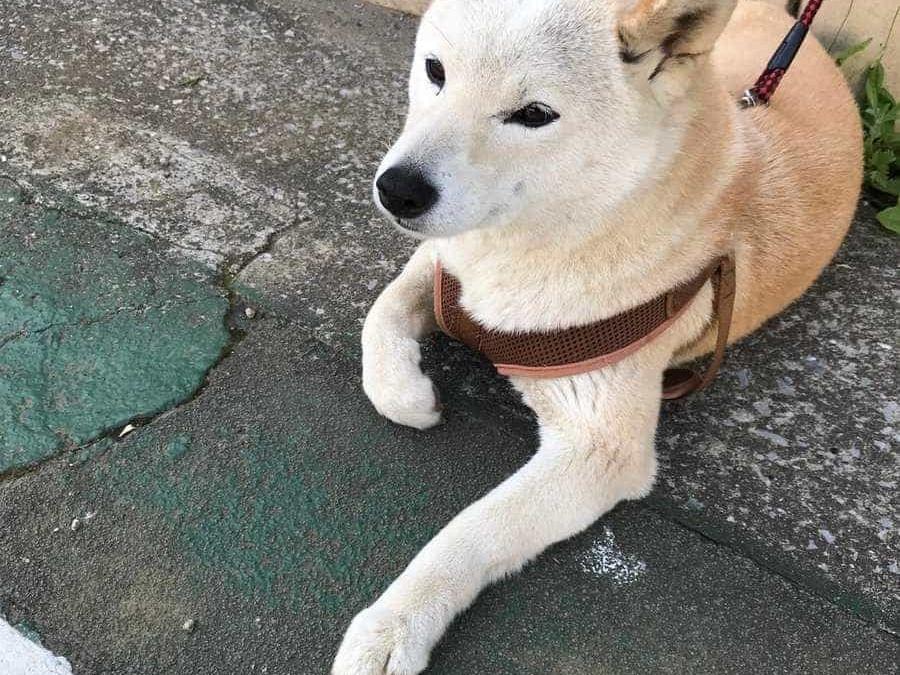 ぺろちゃん ぺろちゃん
