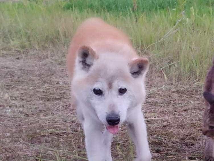 どんちゃん どんちゃん