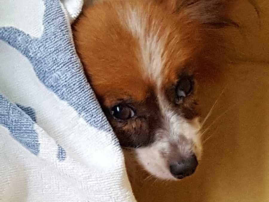 保護された犬 保護された犬