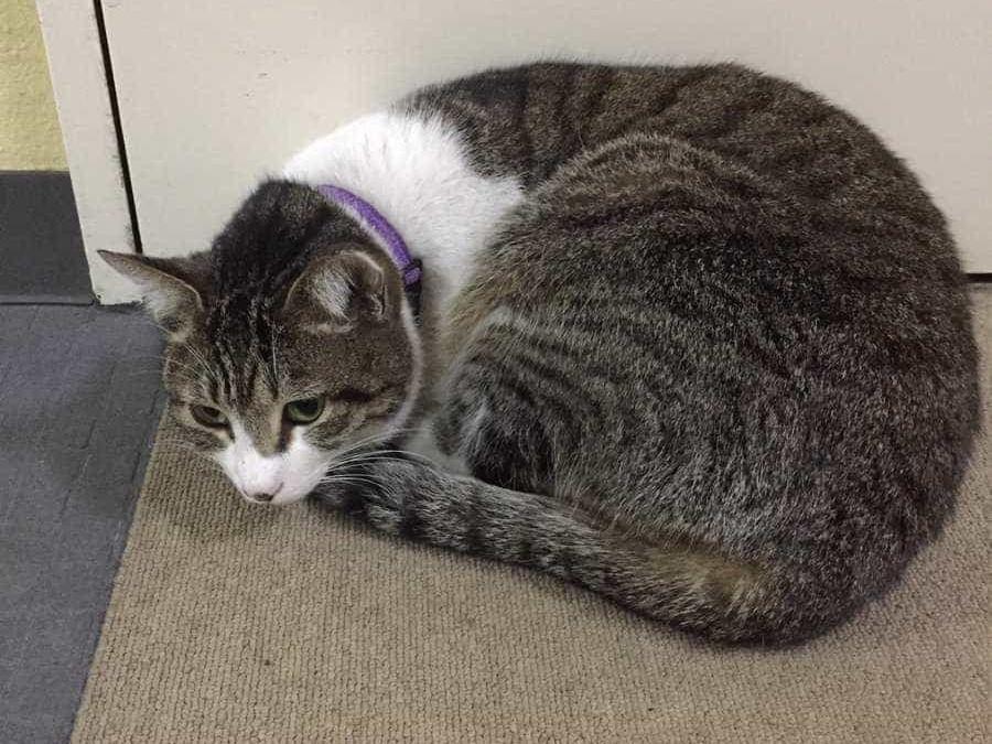 保護された猫 保護された猫