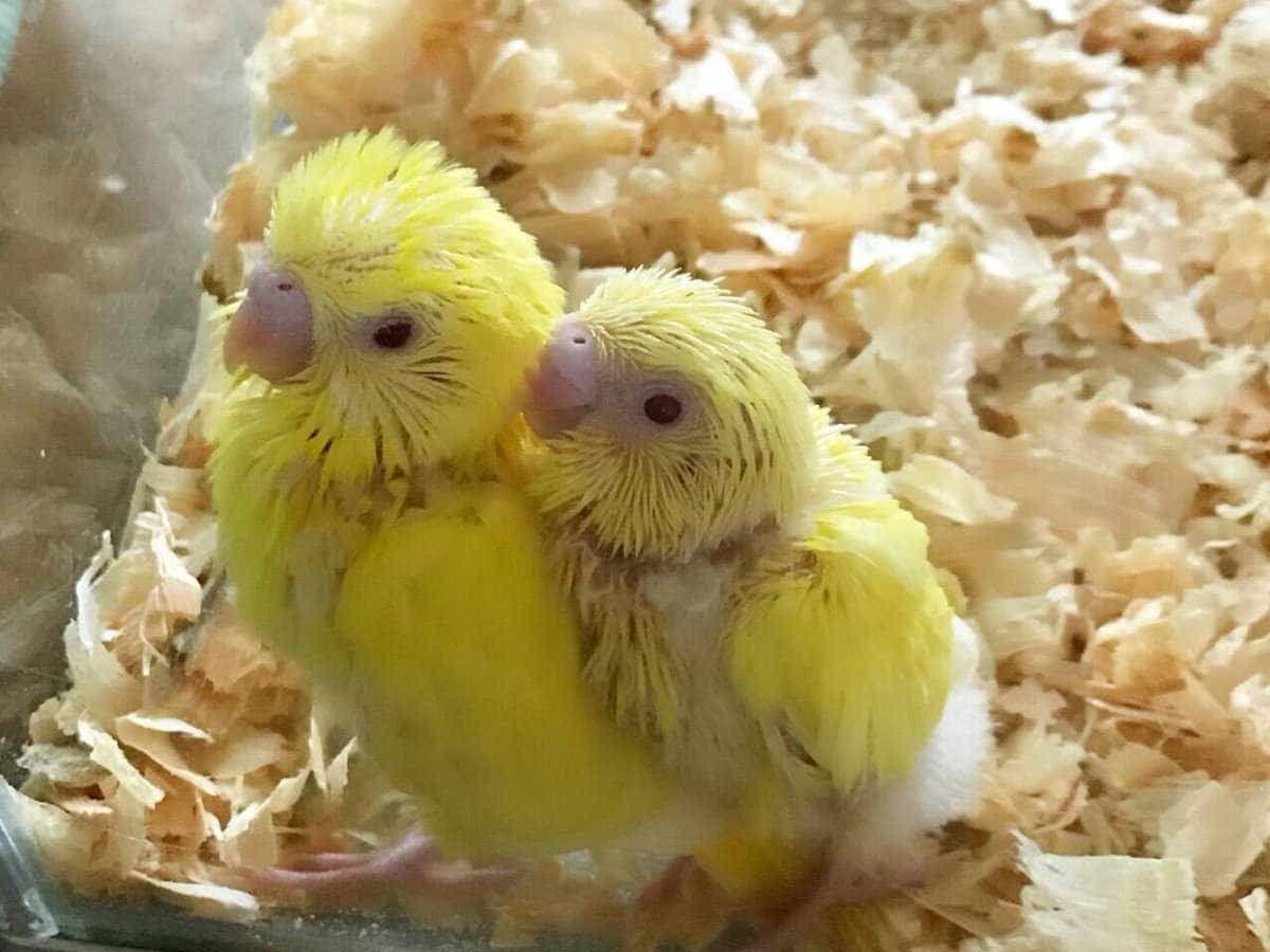 ルチノーちゃん ルチノーちゃん
