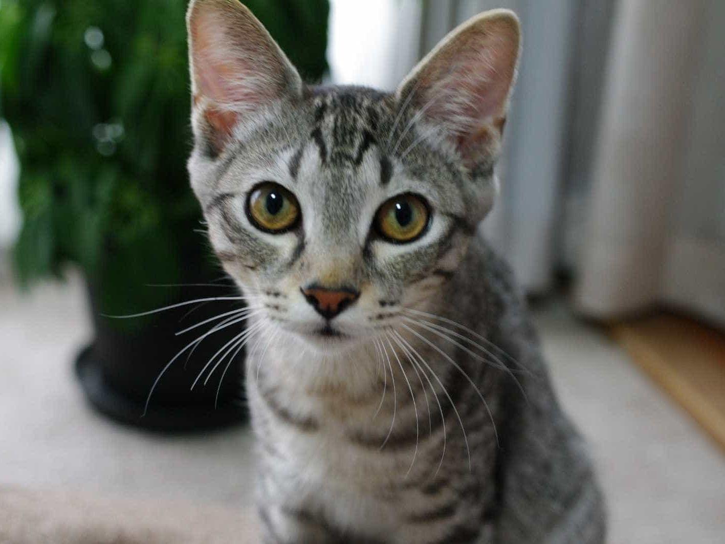 保護された猫 保護された猫