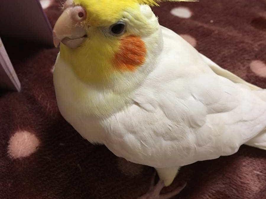 ポチちゃん ポチちゃん