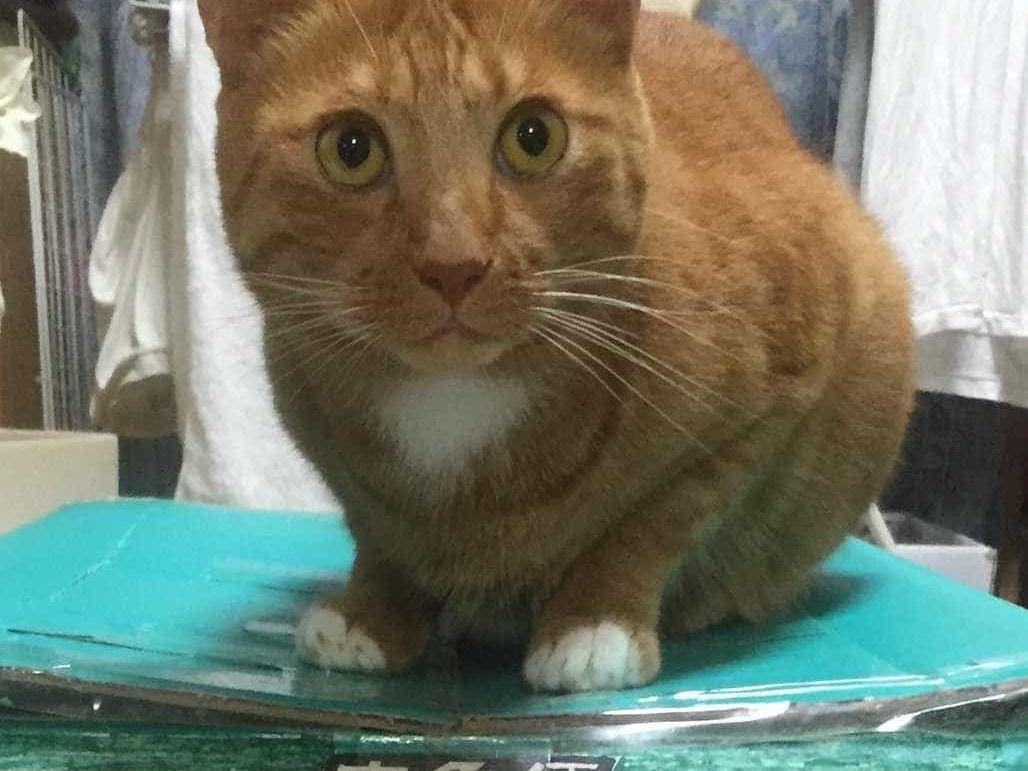 ケン太ちゃん ケン太ちゃん