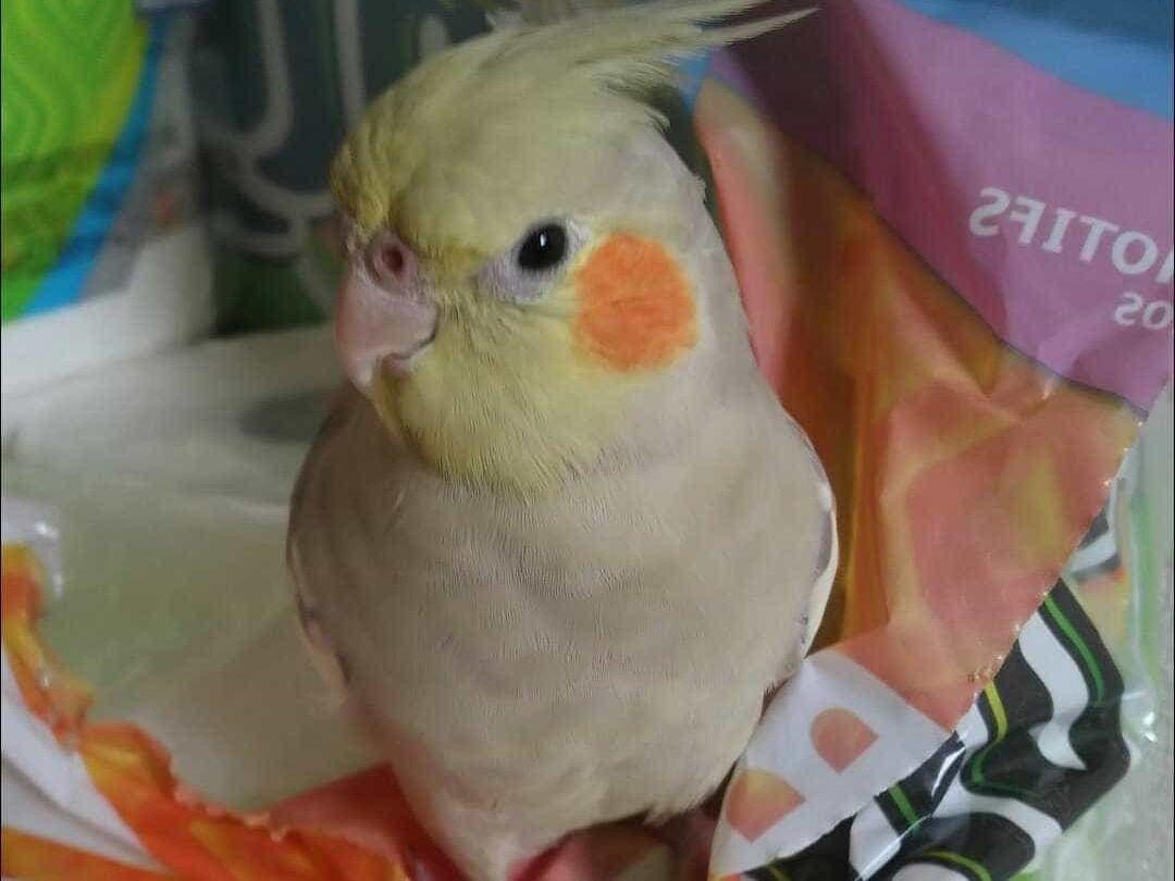 きなこちゃん きなこちゃん
