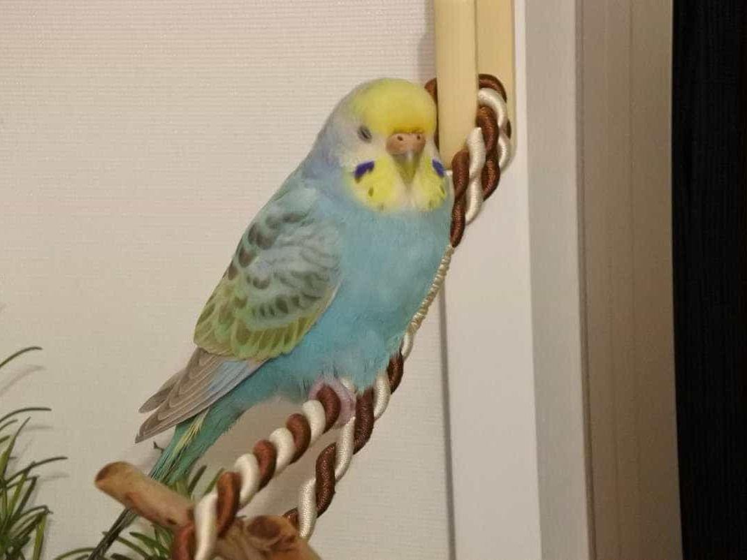 ミュウちゃん ミュウちゃん