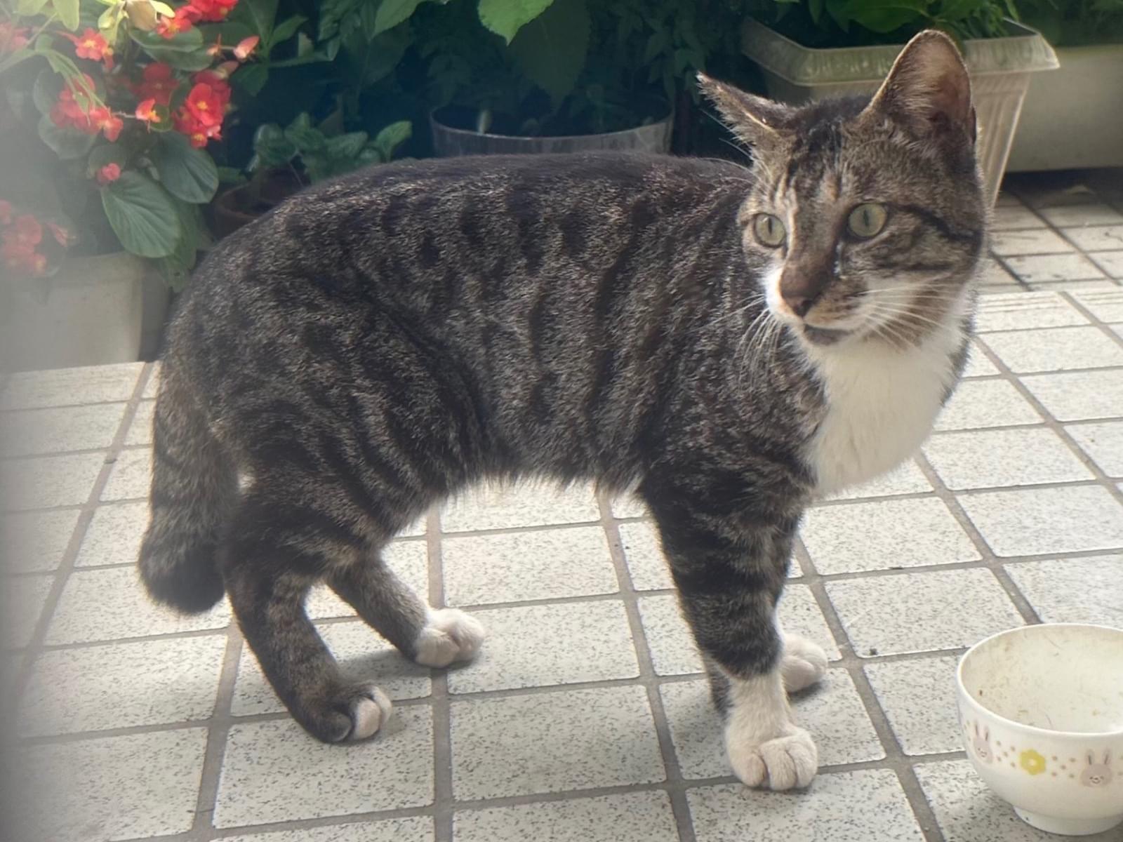 目撃された猫 目撃された猫