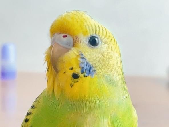 くっぴーちゃん くっぴーちゃん