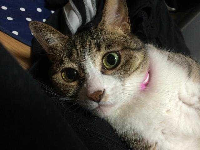 ミクちゃん ミクちゃん