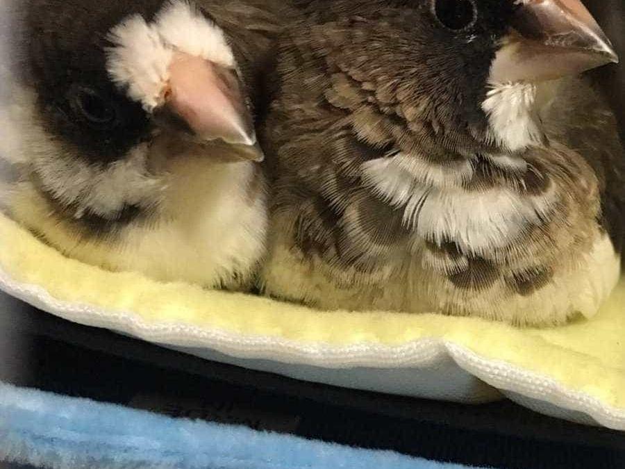 ジュウシマツちゃん ジュウシマツちゃん