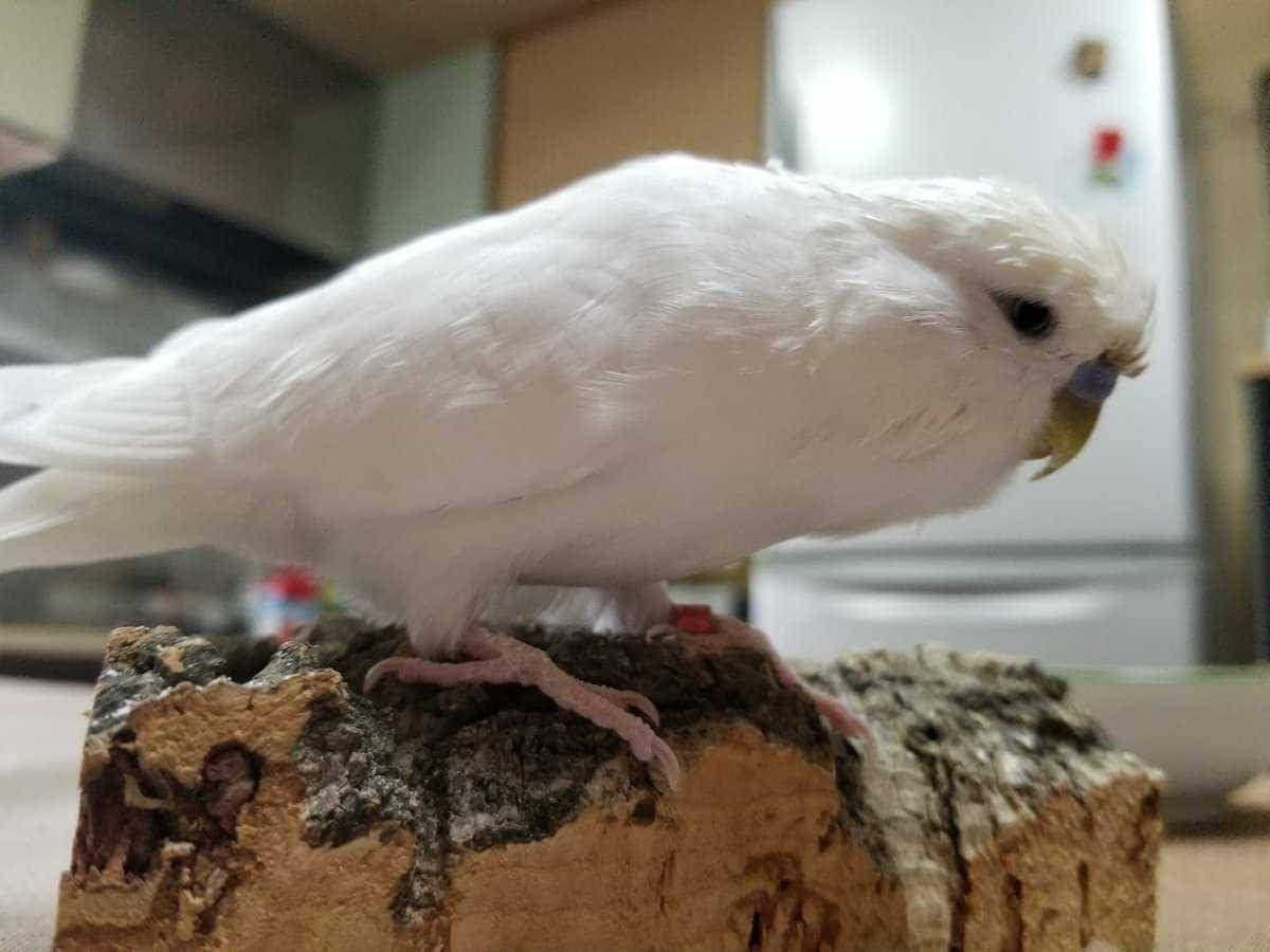 わさびちゃん わさびちゃん