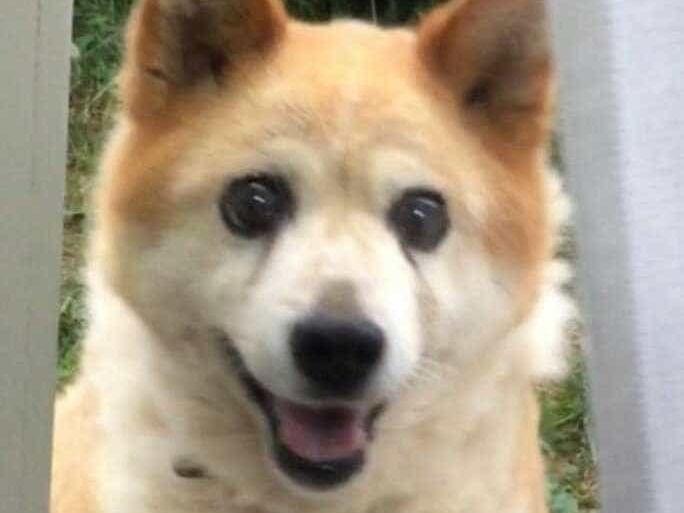 ジャムちゃん ジャムちゃん