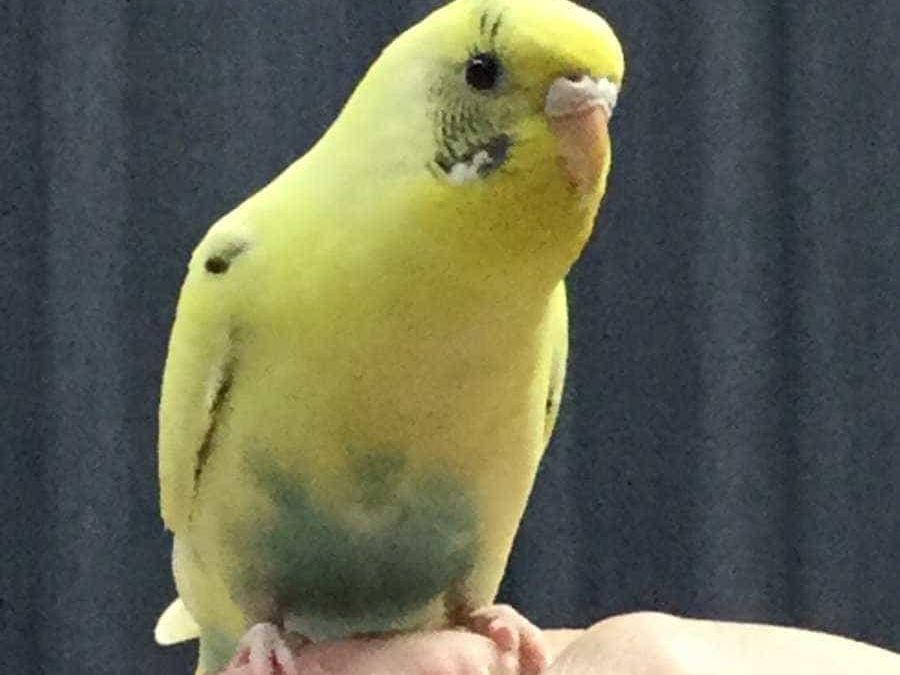 さくちゃん さくちゃん