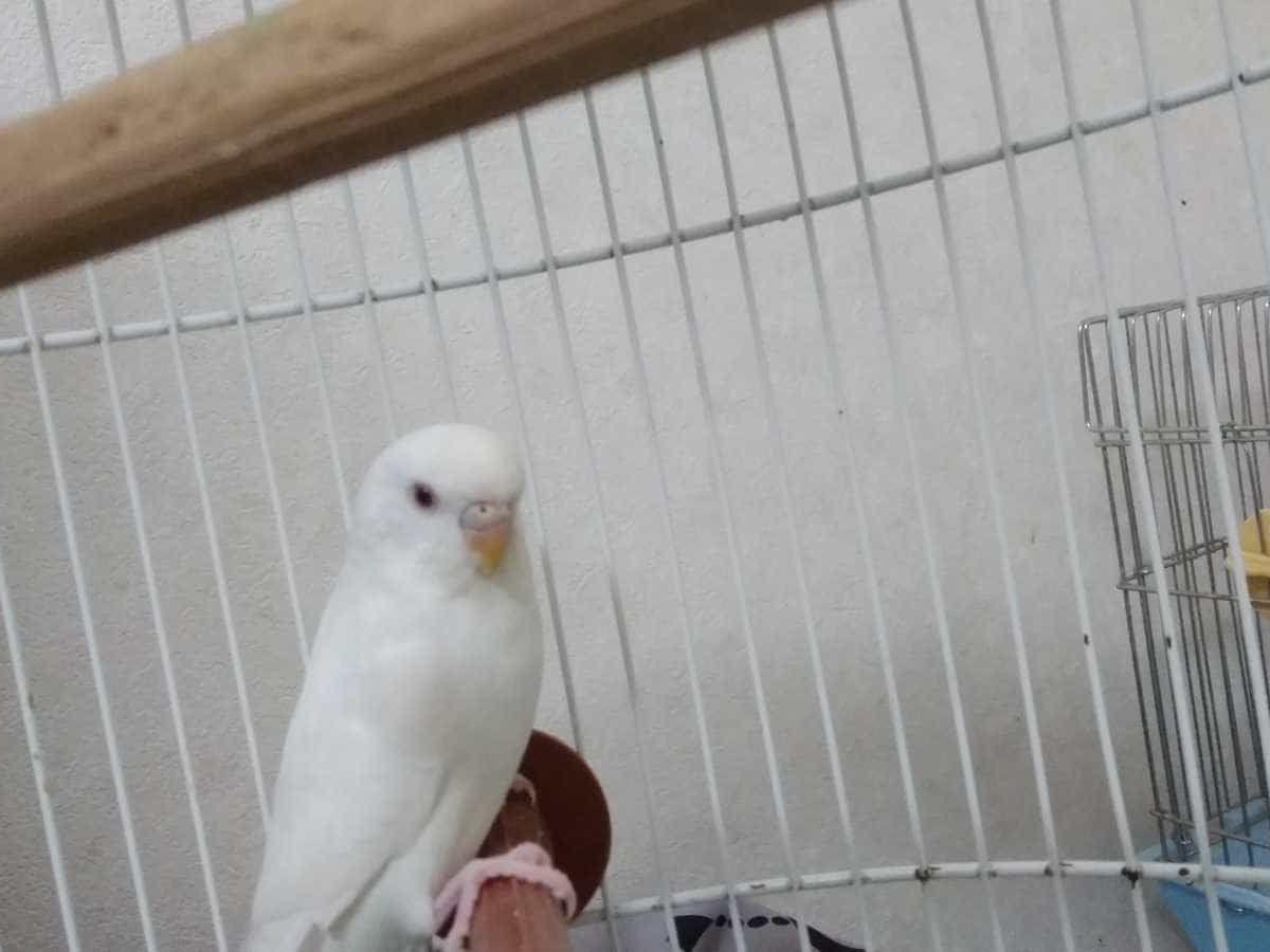 ノエルちゃん ノエルちゃん