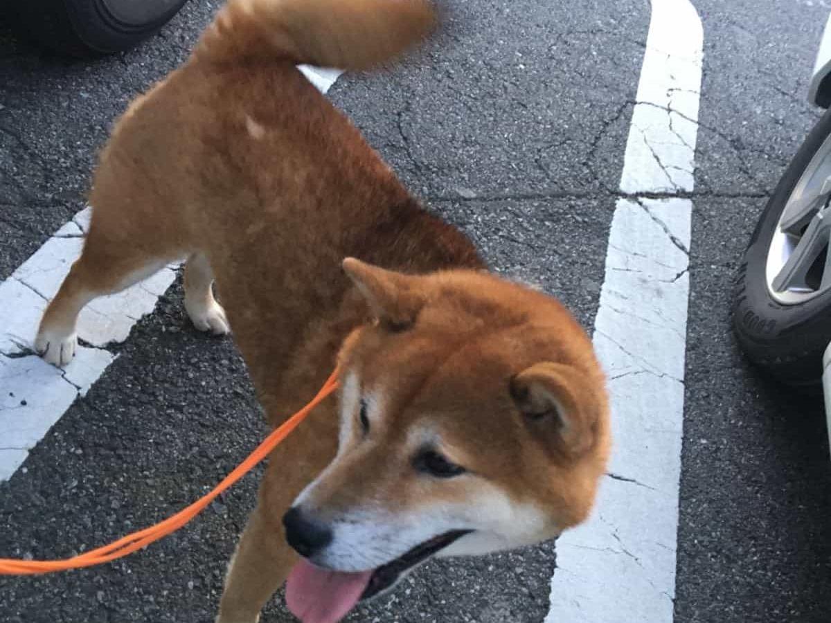 保護された犬 保護された犬