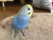 ちぴちゃん ちぴちゃん