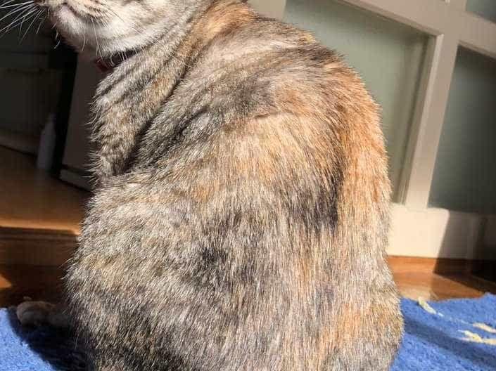 ひめちゃん ひめちゃん