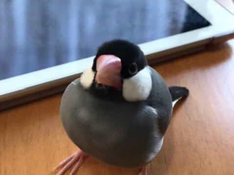 もーちゃん もーちゃん