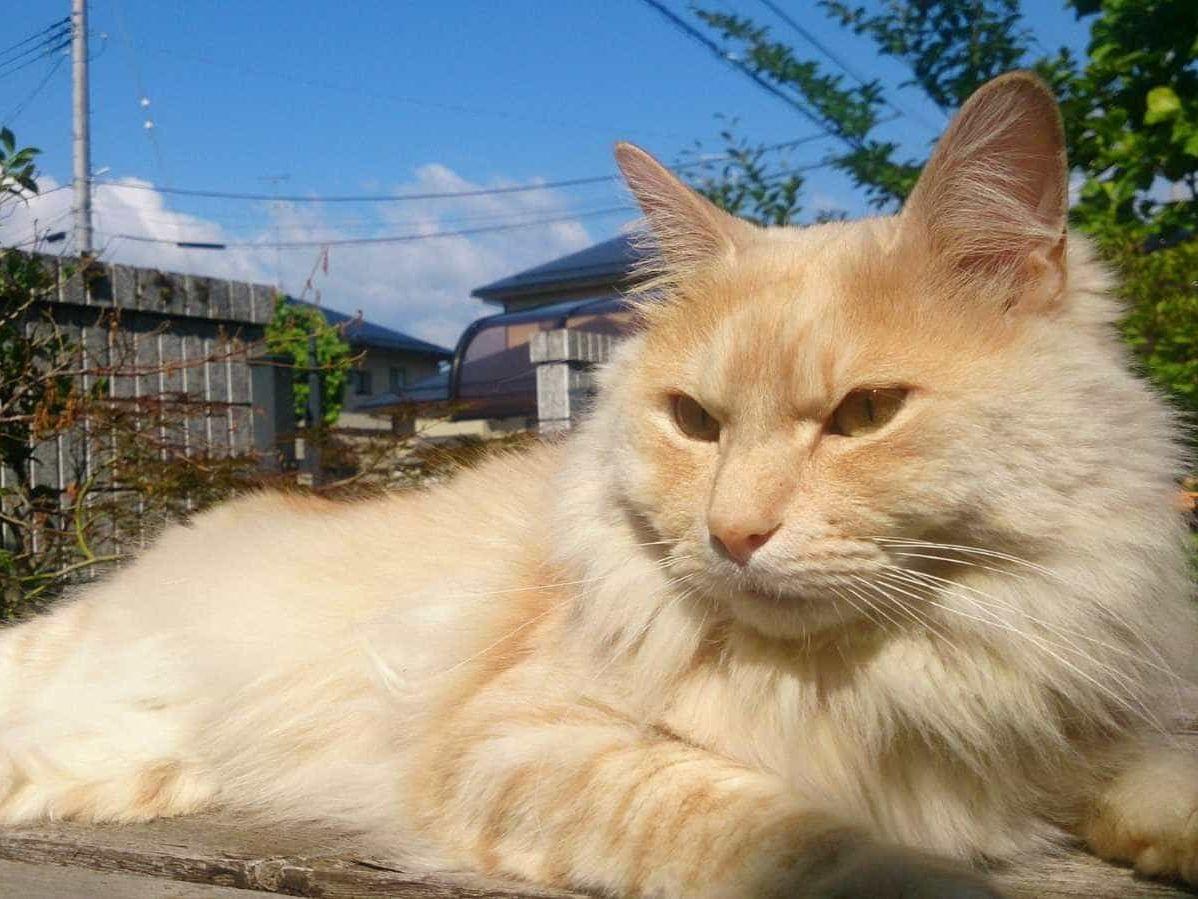 ねこゆきちゃん ねこゆきちゃん