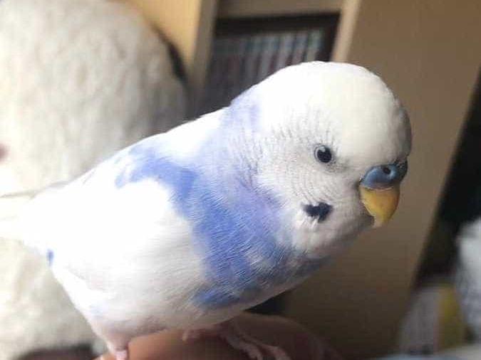 りくちゃん りくちゃん
