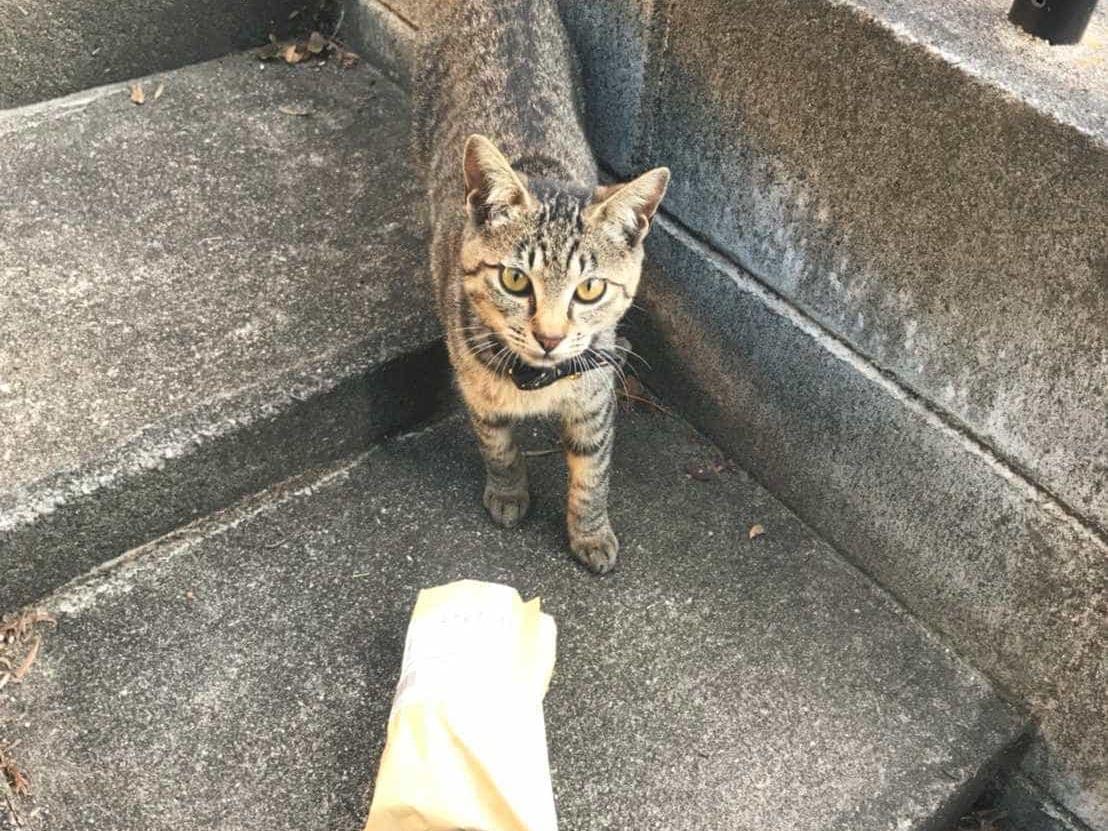 ねこちゃん ねこちゃん
