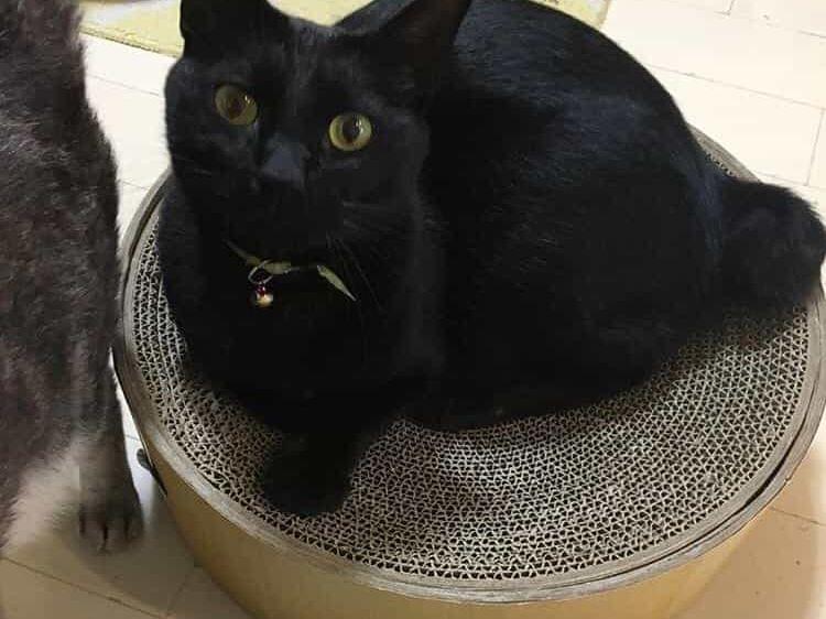 ジジちゃん ジジちゃん