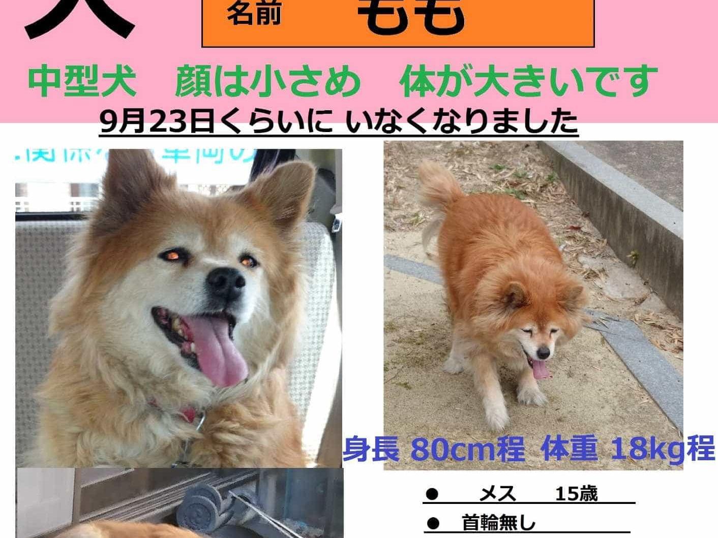 ももちゃん ももちゃん