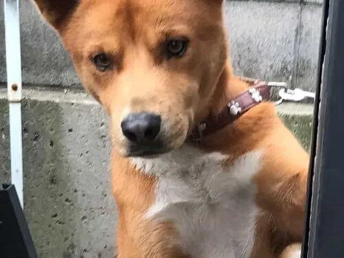 屋久島犬 屋久島犬紹介